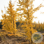 Ginkgo biloba 14-16 cm draadkluit geveerd