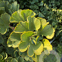Ginkgo bil. 'Troll' 60-80 cm container struik C18