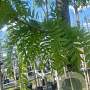 Gleditsia triac. 'Skyline' 12-14 HO container