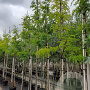 Gleditsia triac. 'Sunburst' 10-12 HO container 