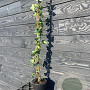 Hedera hibernica 150-175 cm container Multistam