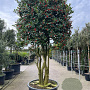 Ilex 'Nellie R. Stevens' 300 cm container meerstammig solitair