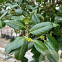 Ilex 'Nellie R. Stevens' 18-20 HO container 125 cm stam LEIVORM