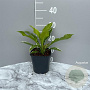 Hosta 'Undulata Albomarginata' GM 2,0L