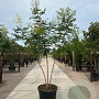Koelreuteria paniculata 250-300 cm container meerstammig