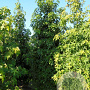 Liquidambar styraciflua 12-14 cm draadkluit geveerd