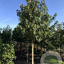 Liquidambar styraciflua 20-25 HO draadkluit