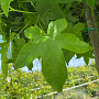 Liquidambar s. 'Gum Ball' 18-20 HO draadkluit verplant