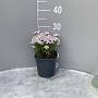 Iberis semp. 'Pink Ice' GM 2,0L