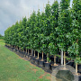 Liquidambar s. 'SlenderSilhouette' 18-20 cm container beveerd 