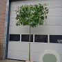 Liquidambar s. 'Worplesdon' 14-16 HO draadkluit lei 150x120