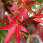 Liquidambar s. 'Worplesdon' 18-20 HO draadkluit verplant