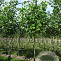 Liriodendron tulipifera 14-16 HO draadkluit 3 X verplant