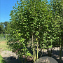 Magnolia virginiana 175-200 cm draadkluit meerstammig