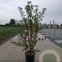 Malus 'Evereste' 250-300 cm container meerstammig