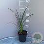 Kniphofia 'Nobilis' GM 2,0L