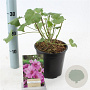 Lavatera 'Rosea' 20-25 cm 2,0L