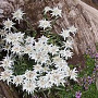 Leontopodium alp. 'Mignon' GM 2,0L