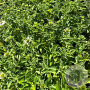 Leucanthemum vulgare GM 2,0L