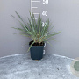Leymus arenarius GM 2,0L