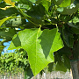 Platanus hisp. 'Alphen's Globe' 18-20 HO draadkluit verplant