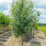 Populus canesc. 'Witte v. Haamstede 18-20 HO draadkluit 3 X verplant