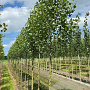 Populus nigra 18-20 HO draadkluit verplant