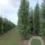 Populus nigra 'Italica' 18-20 cm draadkluit geveerd