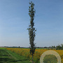 Populus tremula 10-12 HO container
