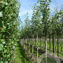 Populus tremula 14-16 HO draadkluit 3 X verplant