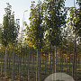 Pyrus calleryana 'Chanticleer' 12-14 HO draadkluit 3 X verplant