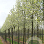 Pyrus calleryana 'Chanticleer' 20-25 HO draadkluit