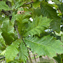 Quercus bicolor 18-20 HO draadkluit verplant