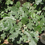 Quercus garryana 20-25 HO draadkluit 4 X verplant
