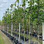 Quercus robur 12-14 HO container