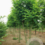 Robinia ps. 'Bessoniana' 12-14 HO draadkluit 3 X verplant