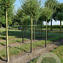 Salix alba 'Chermesina' 18-20 HO draadkluit Knotvorm 240 cm stam