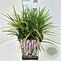 Liriope muscari 'Big Blue' 25-30 cm 10L