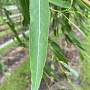Salix babylonica 10-12 HO draadkluit