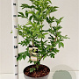Salix nigra 100-125 cm 10L