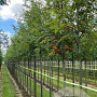 Sorbus aucuparia 14-16 HO draadkluit 3 X verplant