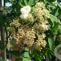 Sorbus auc. 'Rossica Major' 10-12 HO container 