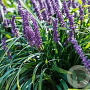 Liriope muscari 'Royal Purple' GM 2,0L