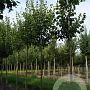 Tilia cordata 'Greenspire' 14-16 HO draadkluit