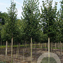 Tilia cordata 'Greenspire' 16-18 HO draadkluit