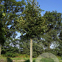 Tilia cordata 'Greenspire' 18-20 HO draadkluit