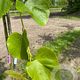 Tilia cordata 'Rancho' 18-20 HO draadkluit verplant