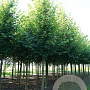 Tilia europaea 'Pallida' 20-25 HO draadkluit