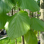 Tilia plat. 'Delft' 18-20 HO container 125 cm stam LEIVORM