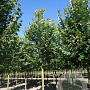 Tilia tomentosa 'Brabant' 20-25 HO draadkluit